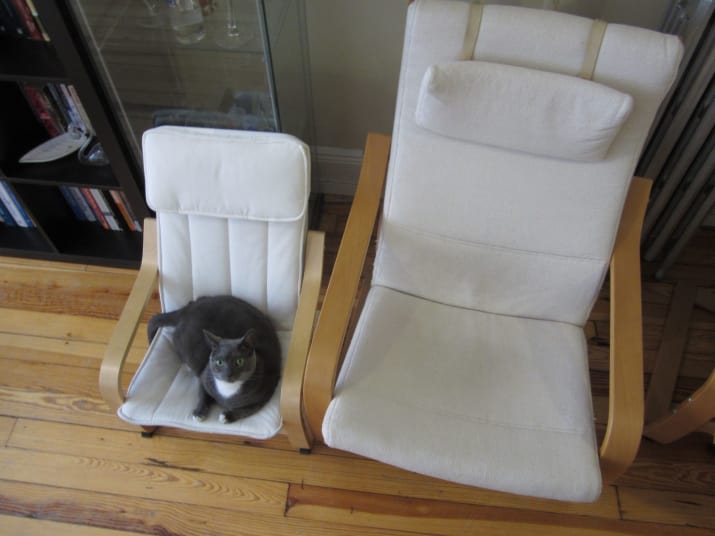 tiny-chair-cats-04