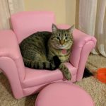 tiny-chair-cats-05