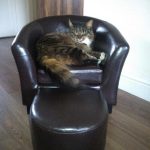 tiny-chair-cats-06