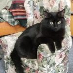 tiny-chair-cats-07