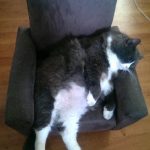 tiny-chair-cats-08