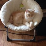 tiny-chair-cats-09