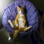 tiny-chair-cats-10