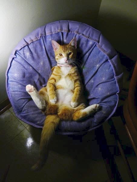 tiny-chair-cats-10