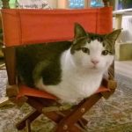 tiny-chair-cats-11