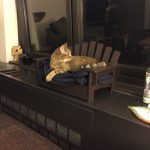 tiny-chair-cats-12