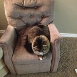 tiny-chair-cats-13