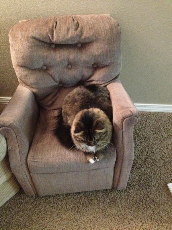 tiny-chair-cats-13