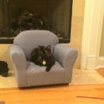 tiny-chair-cats-14