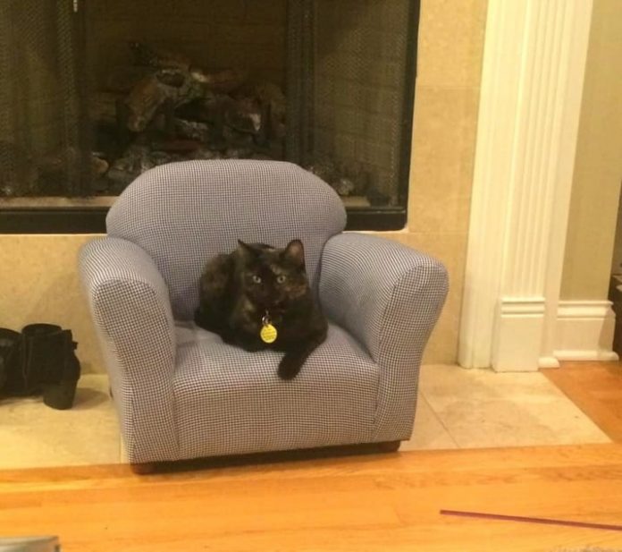 15 Cats Proving They Have An Obsession With Tiny Chairs Catlov