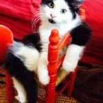 tiny-chair-cats-15