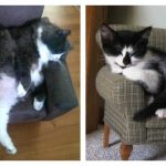 tiny-chair-cats-feature