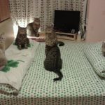 Cat-Secret-Agents-16