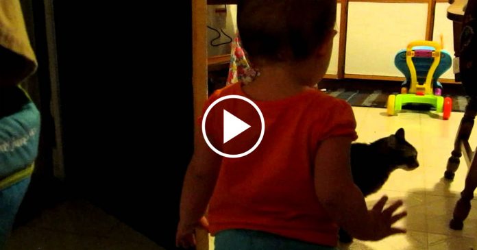 Featured-Baby-Cat-Convo-FB