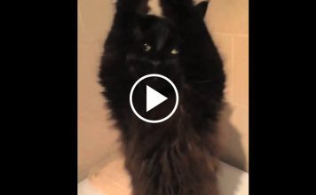 The Belly Dancing Cat