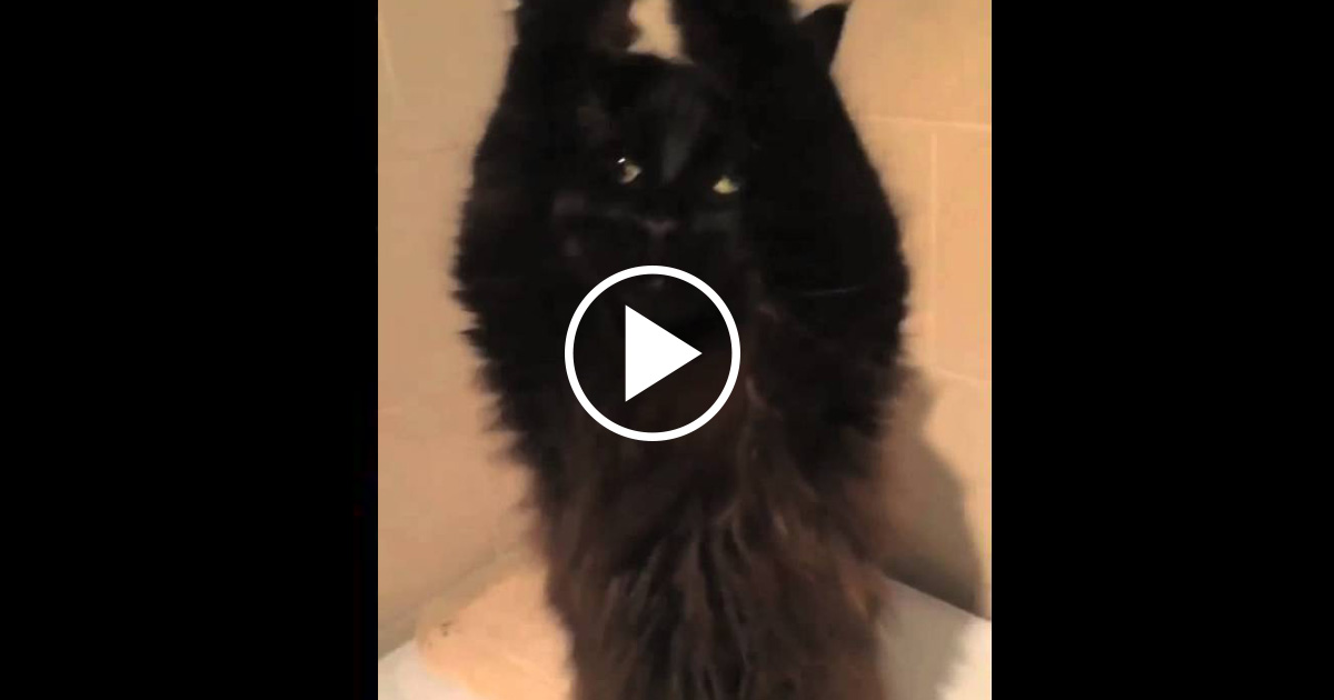 The Belly Dancing Cat | Catlov