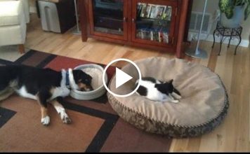 Hilarious Cats Stealing Dog Beds