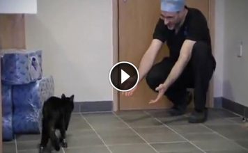 This Cat May Appear Normal, But Look Closer And You'll Find He’s Actually A Miracle Of Medical Technology