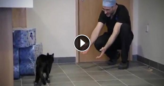 Featured-Cat-Bionic-Legs-FB