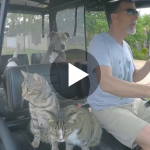 Featured-Cat-Golf-Cart-FB