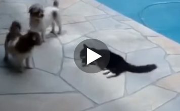The Funniest Argument Ever: Annoyed Cat Pushes a Dog Into a Swimming Pool!