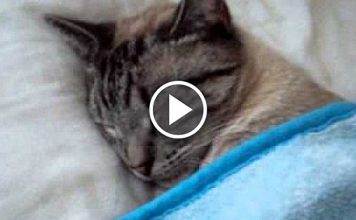 Human Arrives Home To Find His Cat Sleeping In His Bed Like A Boss
