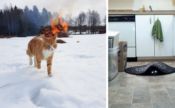 15+ Photos Proving That Cats Are Actually Demons