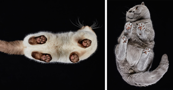 Featured-Cats-From-Underneath-FB