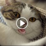 Featured-Hilarious-Commercial-Cat-FB