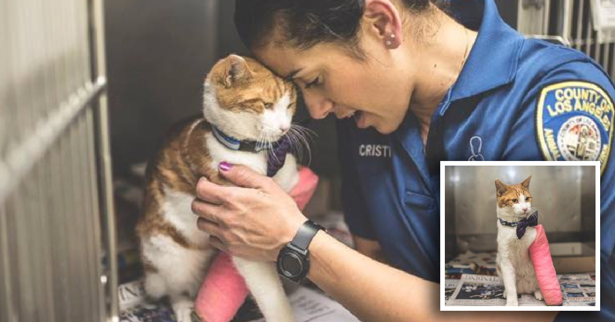 Cat In A Kill Shelter Had Only Days To Live, But Then A Miracle