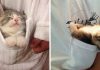 20+ Adorable Kittens Hanging Out In Pockets