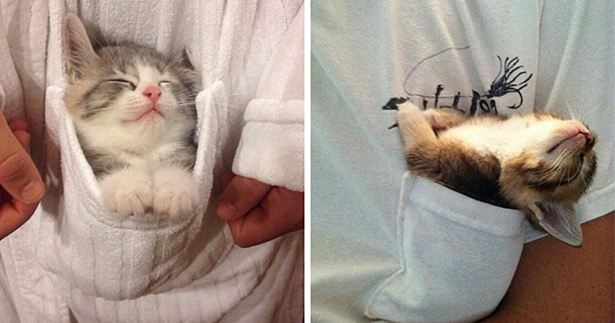 20+ Adorable Kittens Hanging Out In Pockets Catlov