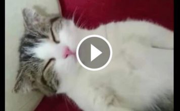 Kitty Gets A Blanket For Her Catnap