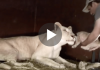 Watch How The Lioness Reacts As This Man Tries Picking Up Her New Born Cub
