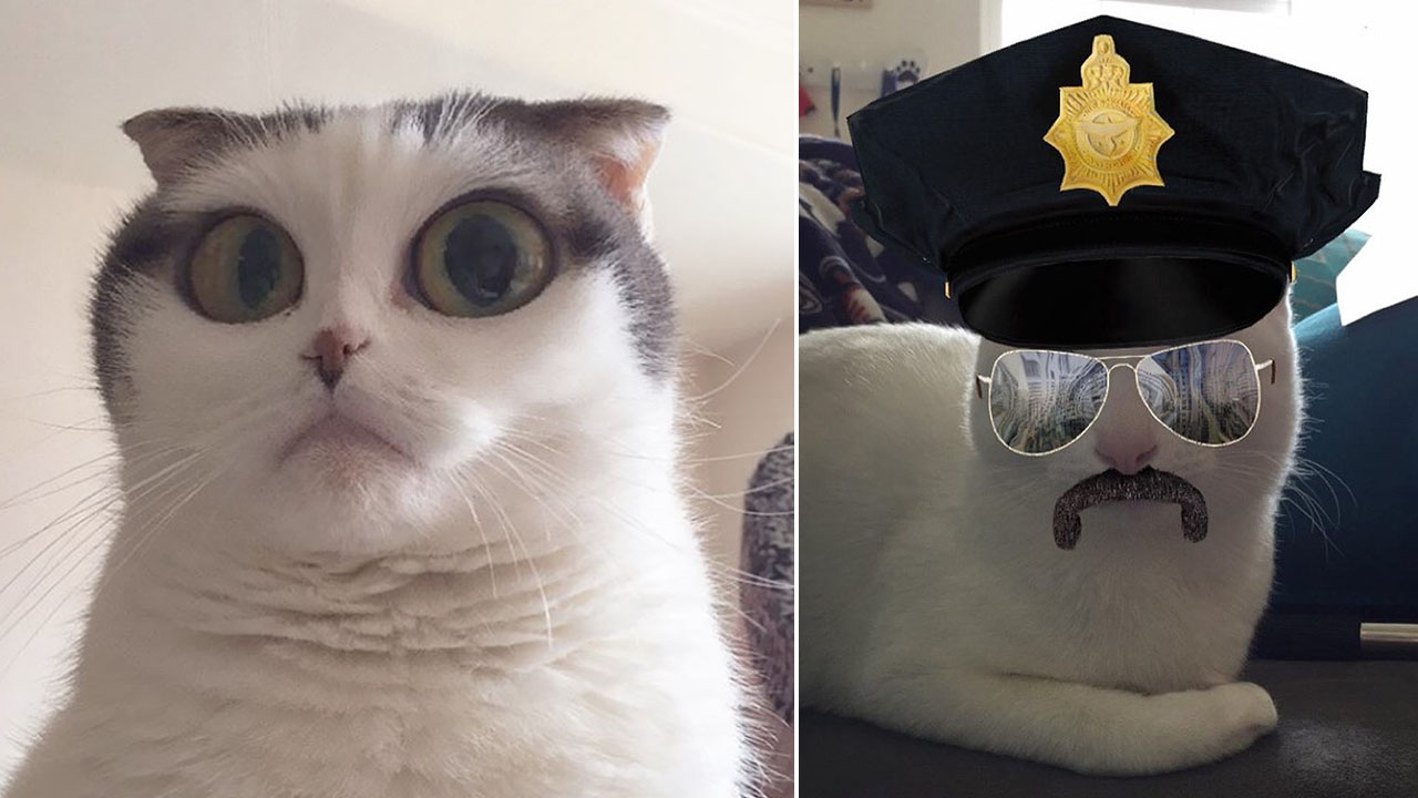 People Are Using Snapchat Filters On Their Cats And The Results Are ...