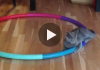 Cat Gets Stuck In Never Ending Hula Hoop