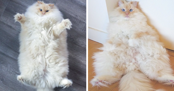 Featured-hairy-fluffy-cat-sky-the-ragdoll-FB