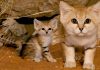 Sand Cats: Where The Adults Are Kittens And The Kittens Are Also Kittens