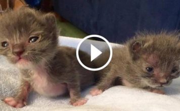 Family Bought a Boat and Found Two Little Surprises Inside!