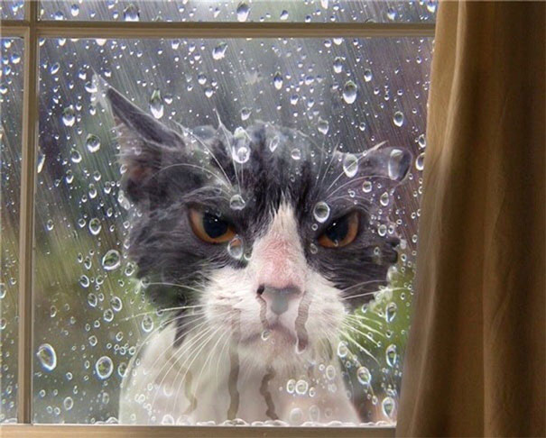Overly-Dramatic-Cats-20