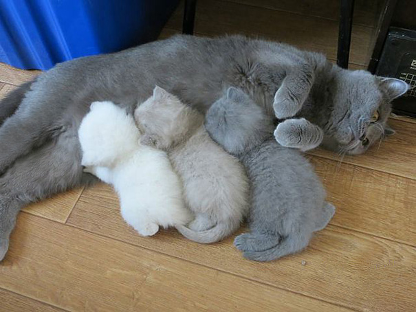 Proud-Cat-Mommies-1