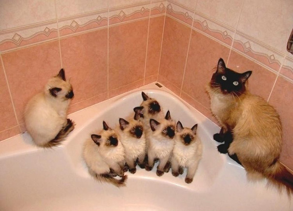 Proud-Cat-Mommies-13