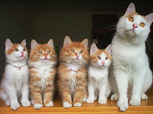 Proud-Cat-Mommies-14