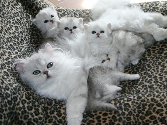 20+ Proud Cat Mommas With Their Cute Little Kittens | Catlov