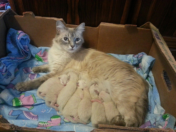 Proud-Cat-Mommies-17