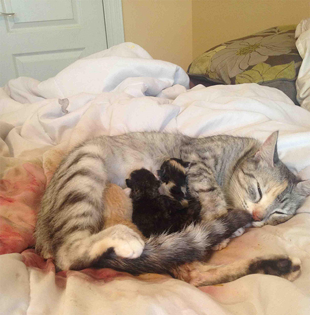 Proud-Cat-Mommies-24