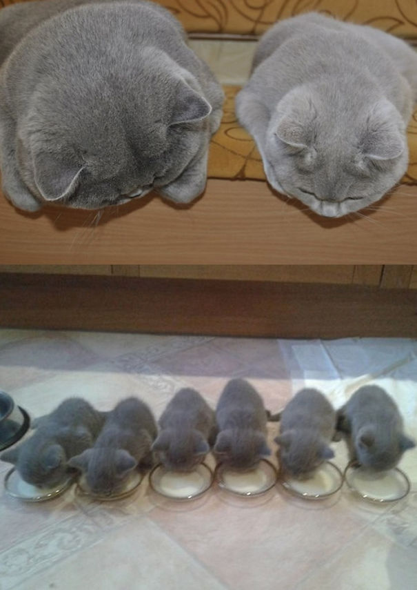 Proud-Cat-Mommies-3