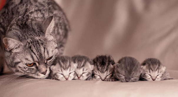 Proud-Cat-Mommies-7