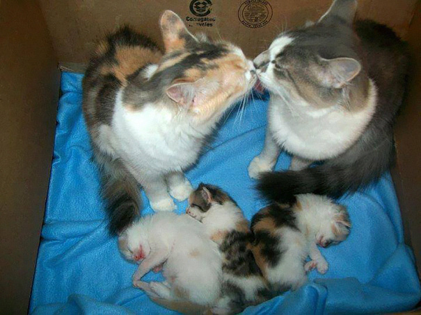 Proud-Cat-Mommies-9