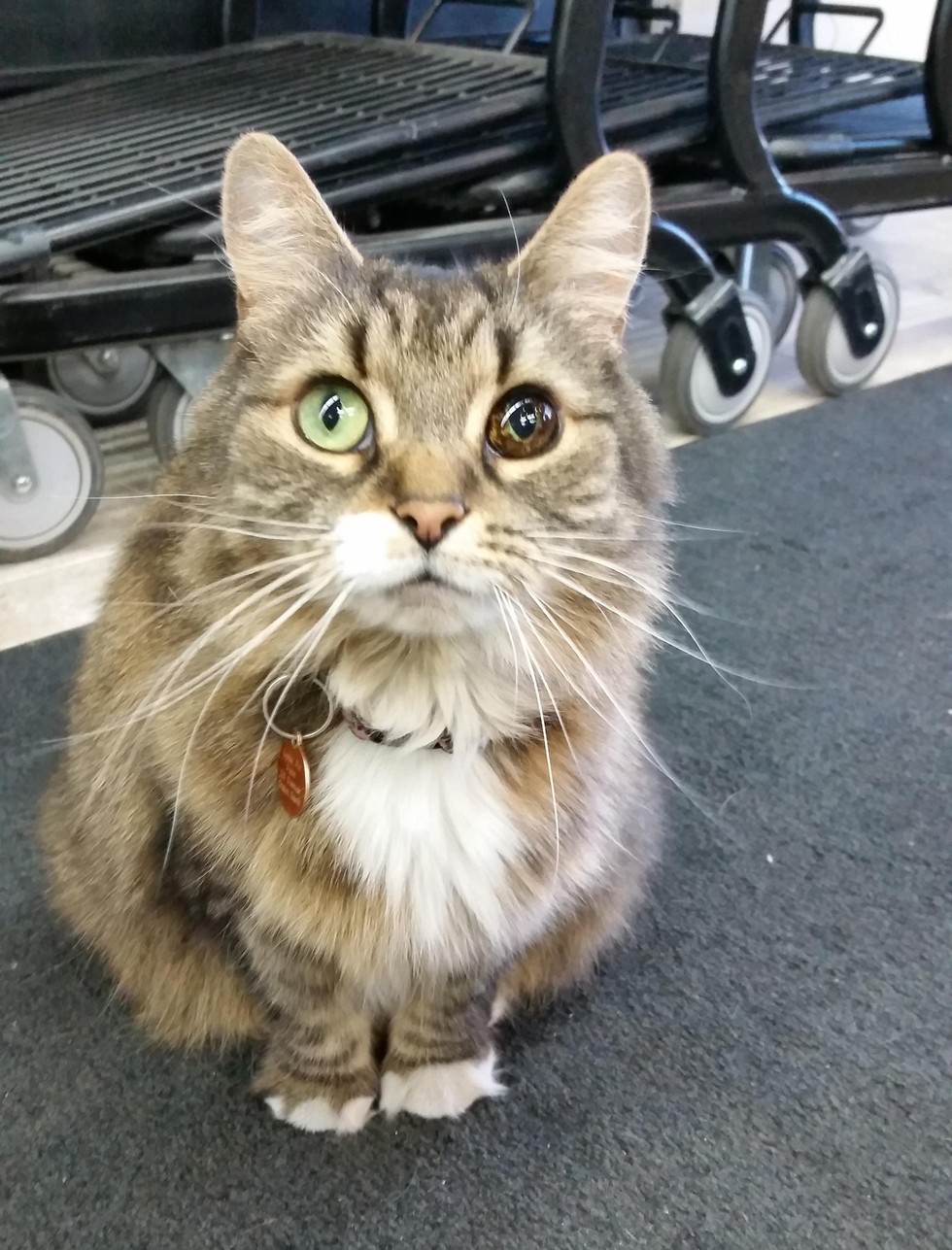 A stray cat with a unique eye is rescued by a woman, and in return, the cat becomes a loyal companion to her